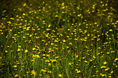 Full frame shot of yellow flowering plants on field