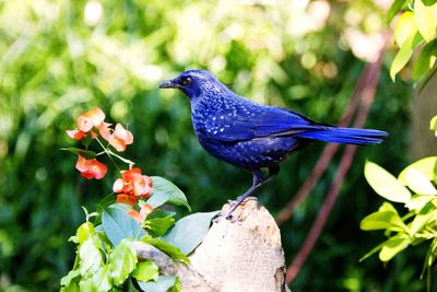 Close-up of bird perching on flower