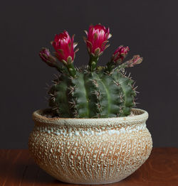Close-up of cactus flower pot on table