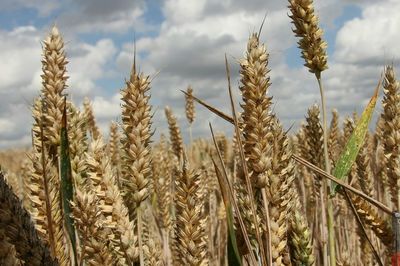 Close up of wheat