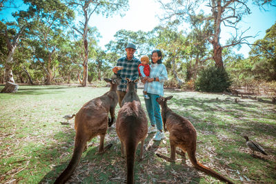 Low angle view of donkey walking in forest