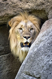 Portrait of a lion in zoo