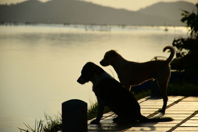 Side view of a dog on the lake