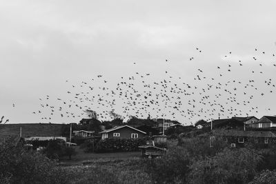 Flock of birds flying over buildings