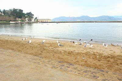 View of birds in water