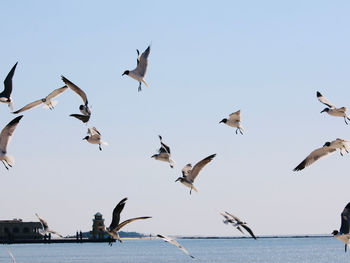 Low angle view of seagulls flying over sea against sky