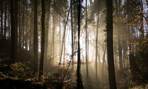 Low angle view of trees in forest during sunset