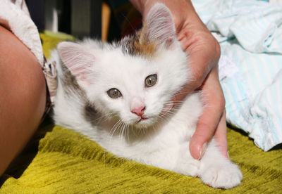 Portrait of cat with hand on kitten