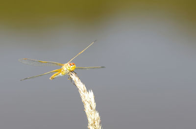 Close-up of dragonfly on plant