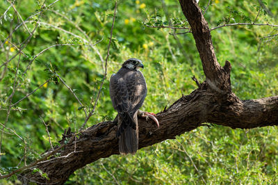 Bird perching on a tree