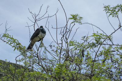 Bird perching on a tree