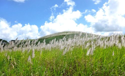 Scenic view of agricultural field against sky