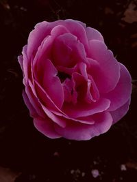 Close-up of pink rose