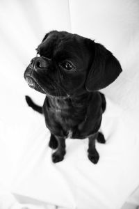 Close-up of puppy on bed