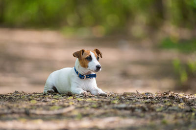 Portrait of dog looking away on field