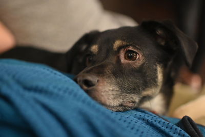 Close-up of dog relaxing on person