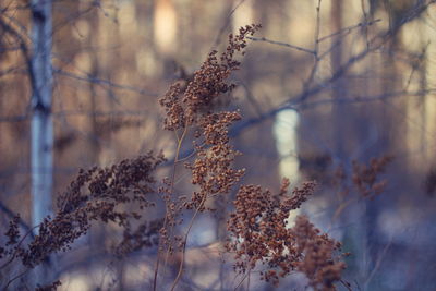 Close-up of dry flowering plant against trees