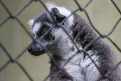 Close-up of lemur in cage at zoo