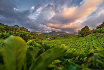 Scenic view of tea farm against sky during sunset