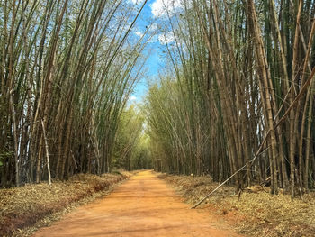 Road amidst trees in forest