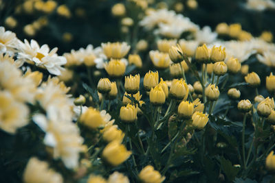 Close-up of yellow flowering plants on field