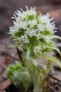 Close-up of white flowering plant