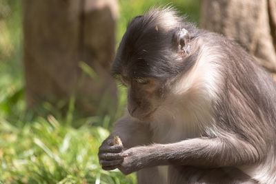 Close-up of monkey