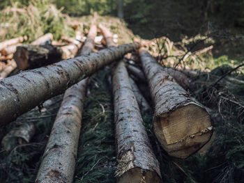 Close-up of log in forest