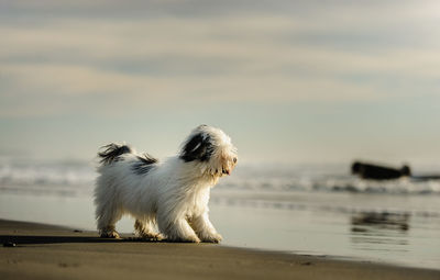 Close-up of dog on beach against sky