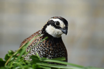 Close-up of a bird