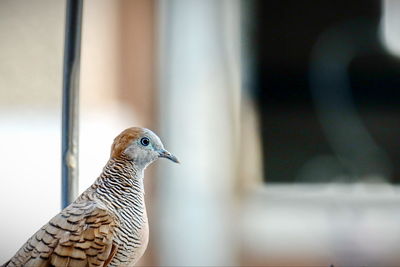 Close-up of bird perching