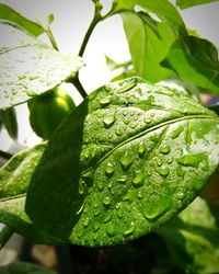 Close-up of leaves on leaf