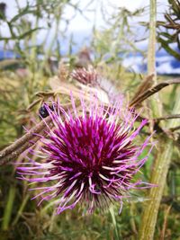 Close-up of pink thistle flowers on field