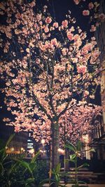 Flowers growing on tree