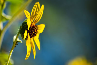 Close-up of yellow flowering plant