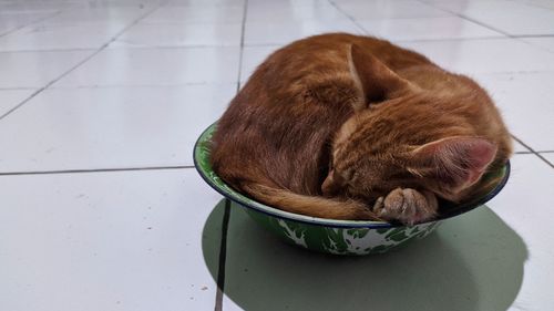 High angle view of a dog on tiled floor