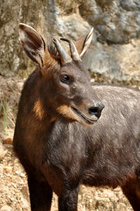 Close-up portrait of an animal