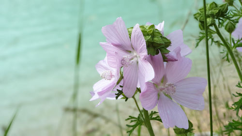 Musk mallow, close-up of pink flowering plant