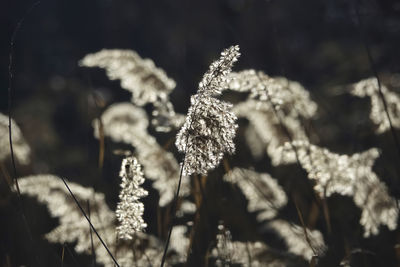 Close-up of frozen plant on land