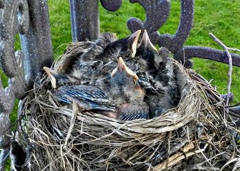 Close-up of birds in nest