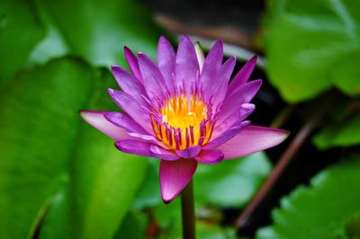 Close-up of pink water lily