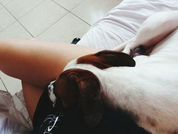 Close-up of dog sleeping on bed