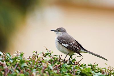 Close-up of bird perching on plant