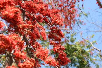 Low angle view of red plant against trees during autumn