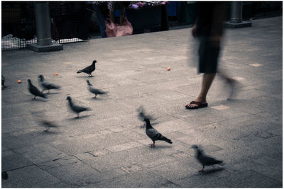 Flock of birds flying against blurred background