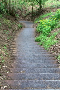 Footpath amidst trees in forest