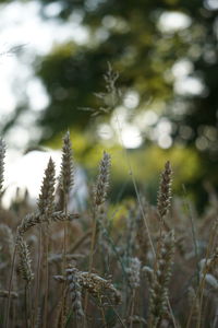 Close-up of plant