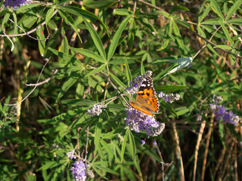 Close-up of butterfly pollinating on purple flower