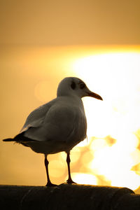 Close-up of seagull perching on a orange sunset