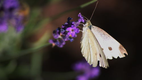 Close-up of butterfly on purple flower